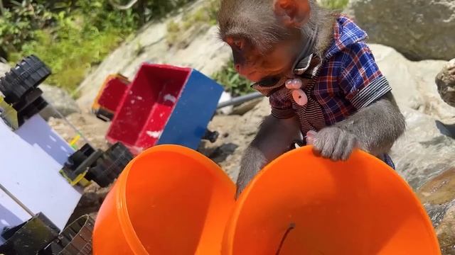 Farmer Bim Bim baby monkey harvests RAINBOW Colored Apples | Baby Monkey Animal смотреть онлайн