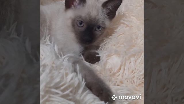Тайские , старосиамские котята. смотреть онлайн