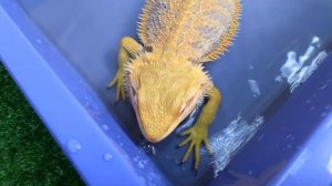 Купание ящериц. Как правильно купать бородатую агаму. Лайфхак с ромашкой.