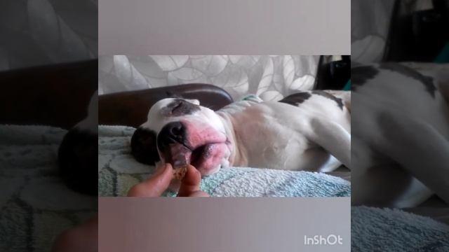 Стаффорд во сне ест вкусняшки, смешные собаки, любимчик ? смотреть онлайн