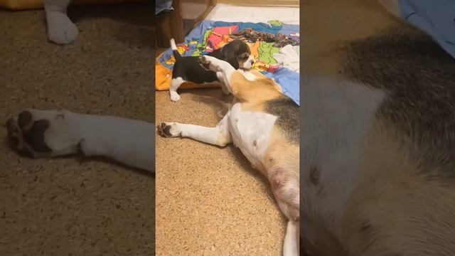 Мама и сын бигли смотреть онлайн