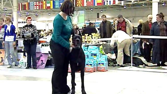 Kiev_Great Dane_2010/04/17_01.mp4 смотреть онлайн