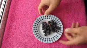 Как сохранить черенки винограда в холодильнике до весны