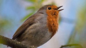"В СТИЛЕ ЭМБИЕНТ"... (Фото Надежды ЛАВРОВОЙ (Фрязино), музыка Томаса ЛЕММЕРА (Германия))