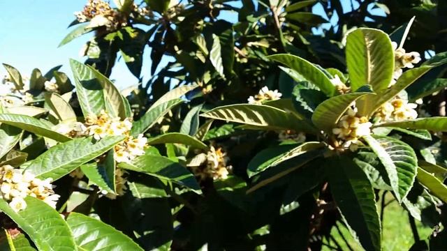 bees collecting pollen from medlar tree ( Mespilus germanica ) смотреть онлайн