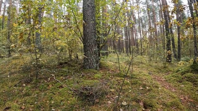 Прогулки за грибами | Растут ли еще грибы во мховом лесу. смотреть онлайн