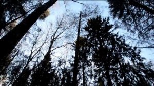 Охота с лайкой на куницу... Куница из гайна... (02.01.2016 г.) Релка Фея...