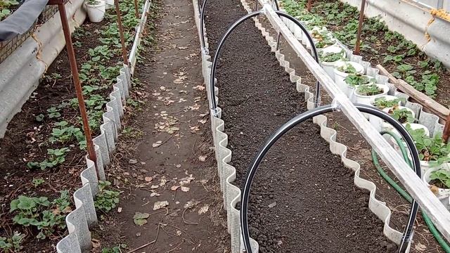 Теплая грядка для огурцов в теплице работает! Завтра планирую высадку рассады огурцов! смотреть онлайн