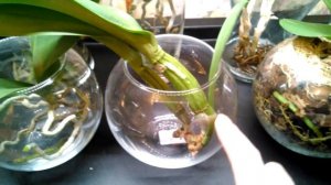 Катлея реанимашка. Проблемы с корнями, вернее в их отсутствии!!!