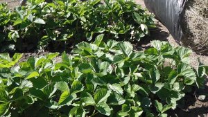 МУЛЬЧИРОВАНИЕ  КЛУБНИКИ. ЧЕМ И КАК  МУЛЬЧИРОВАТЬ КЛУБНИКУ