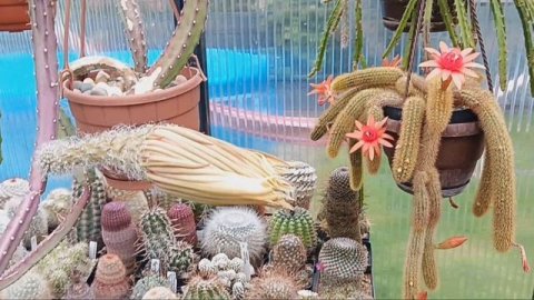 Мое удобрение для кактусов.Какие кактусы получаются от переопыления гибридных эхинопсисов?