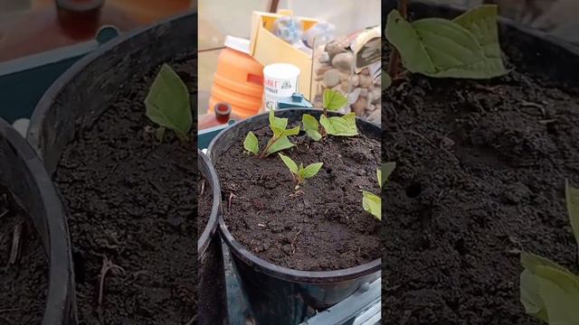 Актинидия фигурная смотреть онлайн