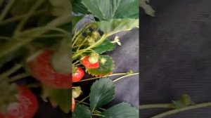 клубника Эстафета начало плодоношения