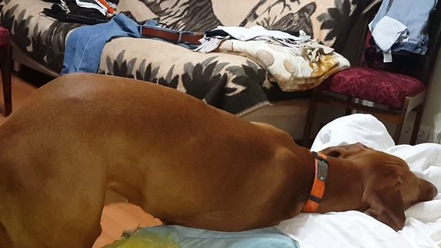 Собака спит стоя смотреть онлайн