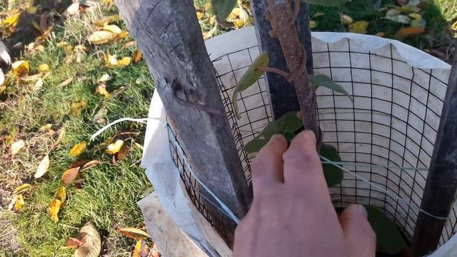 Киви самоплодный сорт. Первая зимовка. Kiwi is a self-fertile variety. First wintering. смотреть онлайн