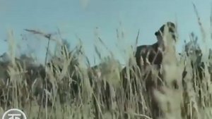 Классно и от души! Рассказы об охоте 1980 год.
