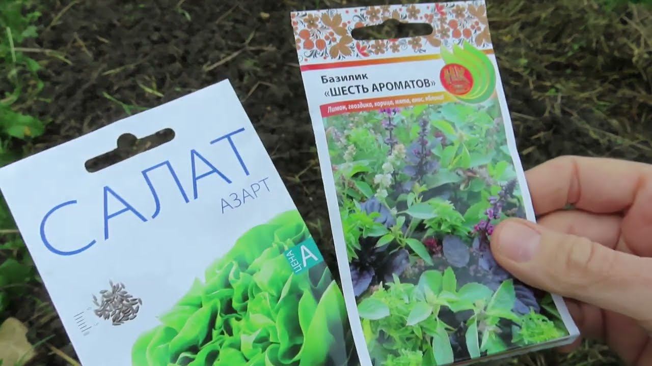 Семена самых вкусных огурцов посеяла в грядку. Почему зелёный горошек мы любим есть прямо с куста