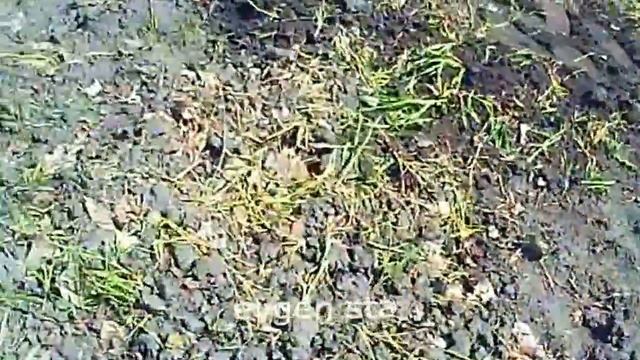 Сидераты и плодородие почвы. смотреть онлайн