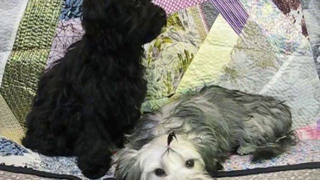 Щенки цветной болонки питомника "Цвет Хибин." смотреть онлайн