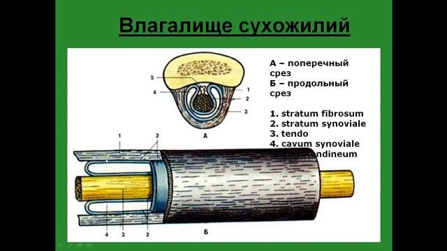 Вспомогательный аппарат мышц