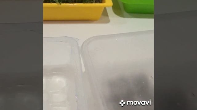 Проращивание семян ЧИА