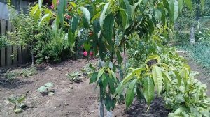 Тля Зеленая на Персике