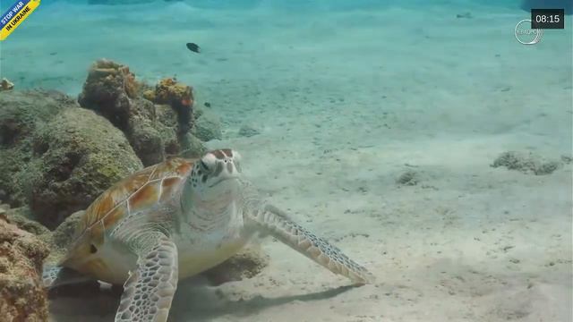 Мир океана. Морские черепахи. Sea turtles