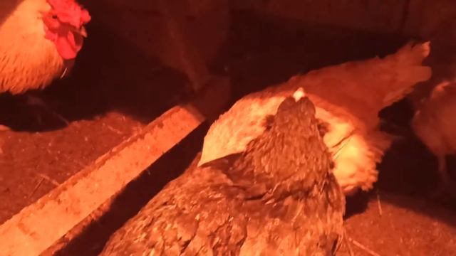 Сбор яиц в курятнике. смотреть онлайн