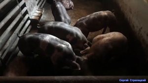 Кормление свиней зерном с поля! Результаты СУПЕР!