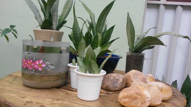 Sansevieria trifasciata "Silver Queen" [espada-de-prata] | Jardim da Jura смотреть онлайн