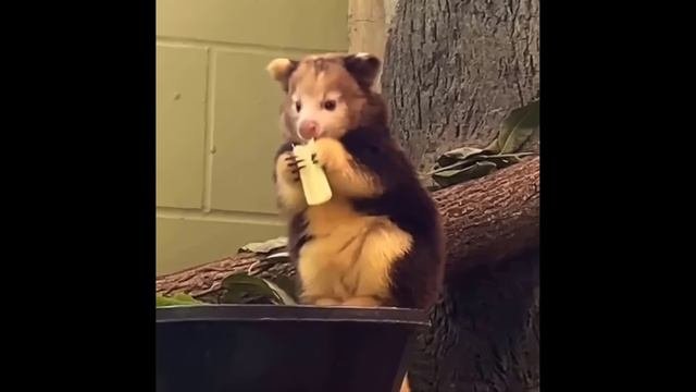 #Забавные_животные 😂  #видео1 (19)