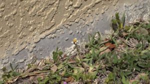 Sony FDR-AX700 4K HDR Camcorder Full Review: A Tech YouTuber's Perspective