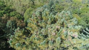 кедротряс барс 1