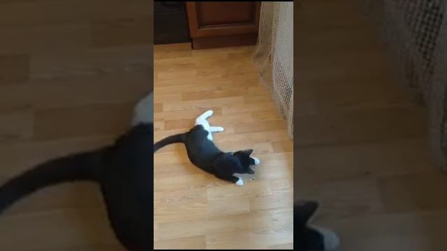 Кот Марик и креветка смотреть онлайн