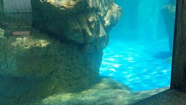 Япония Киото, местные достопр и шикарный аквариум смотреть онлайн