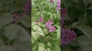 Плил по городу запах сирени