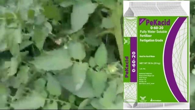 ICL 00:60:20 FERTILIZER | Icl pekacid | icl 00:60:20