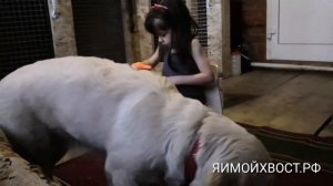 Голден ретривер и дети. Или стоит ли брать эту породу?!