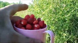 Поспела земляника. Сбор земляники. Слепень