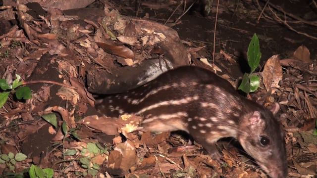 The Paca ( With Narration) смотреть онлайн