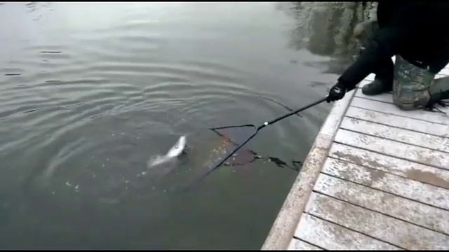 Ловим форель по открытой воде! смотреть онлайн