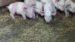 ПОРОСЯТА РАСТУТ КАК НА ДРОЖЖАХ. ОТКОРМ СВИНЕЙ. ЖИЗНЬ В ДЕРЕВНЕ