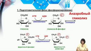 Лекция 5. Обмен углеводов. Анаэробный гликолиз. Глюконеогенез.