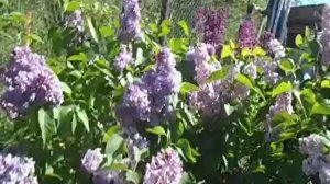 сирень на даче. можно сажать  букетной форме.