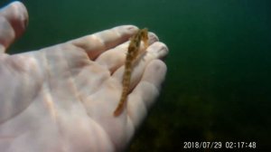 Морской конёк