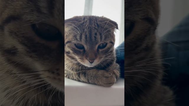 1 марта всемирный день кошек 2023 смотреть онлайн