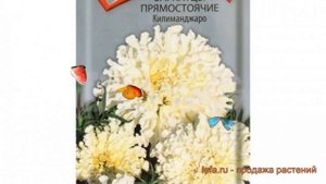 Бархатцы прямостоячая Килиманджаро ? обзор: как сажать, семена бархатцев Килиманджаро
