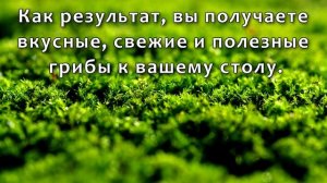 Мицелий грибов. Виды мицелия грибов