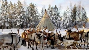 Интересный факт: " Путешествие к  народам севера"