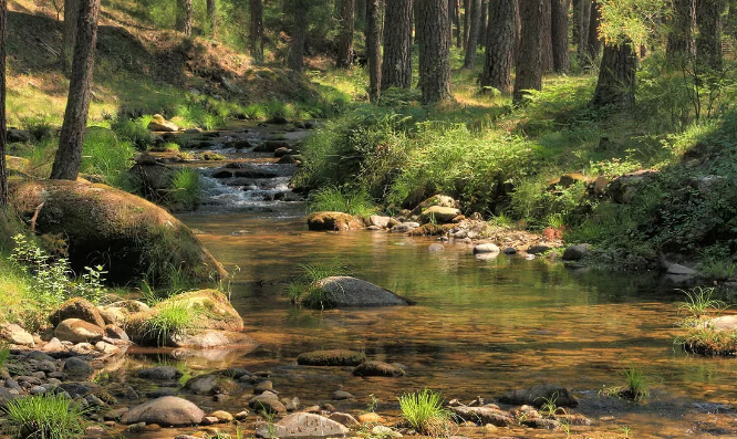 Звуки природы - Маленький журчащий ручей. Чистая вода ✦ Релакс ✦ Релаксация
